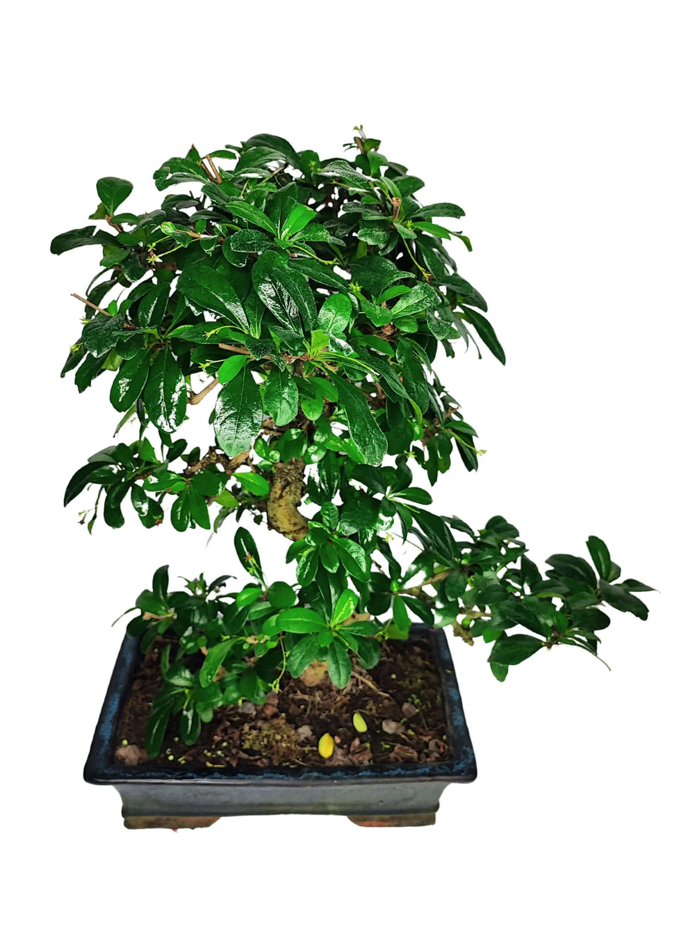 Bonsai Carmona S-Shape 50 cm con chioma compatta e foglie lucide in vaso ceramica 30x18 cm