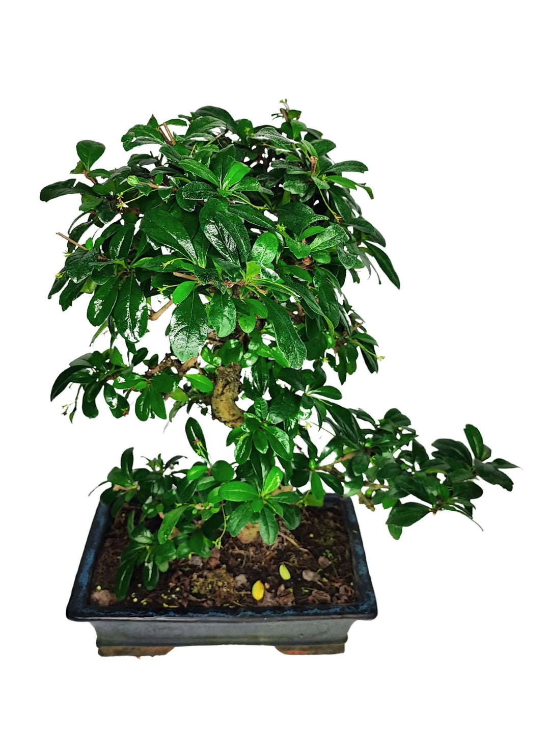 Bonsai Carmona S-Shape 50 cm con chioma compatta e foglie lucide in vaso ceramica 30x18 cm