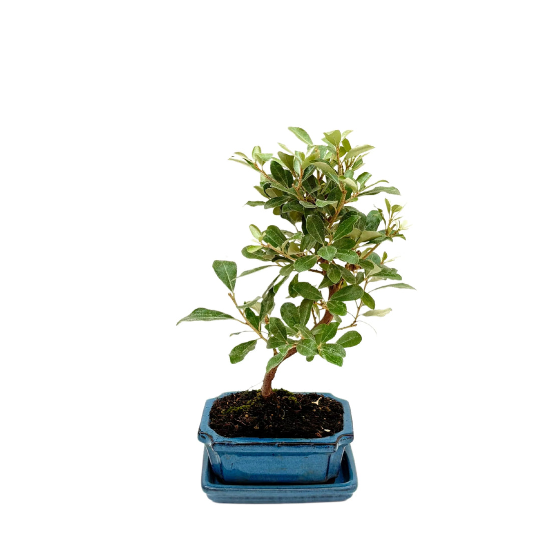 Bonsai della varietà eleagnus con vaso in ceramica di colore blue, Foglie verde olivastro di forma ovale 