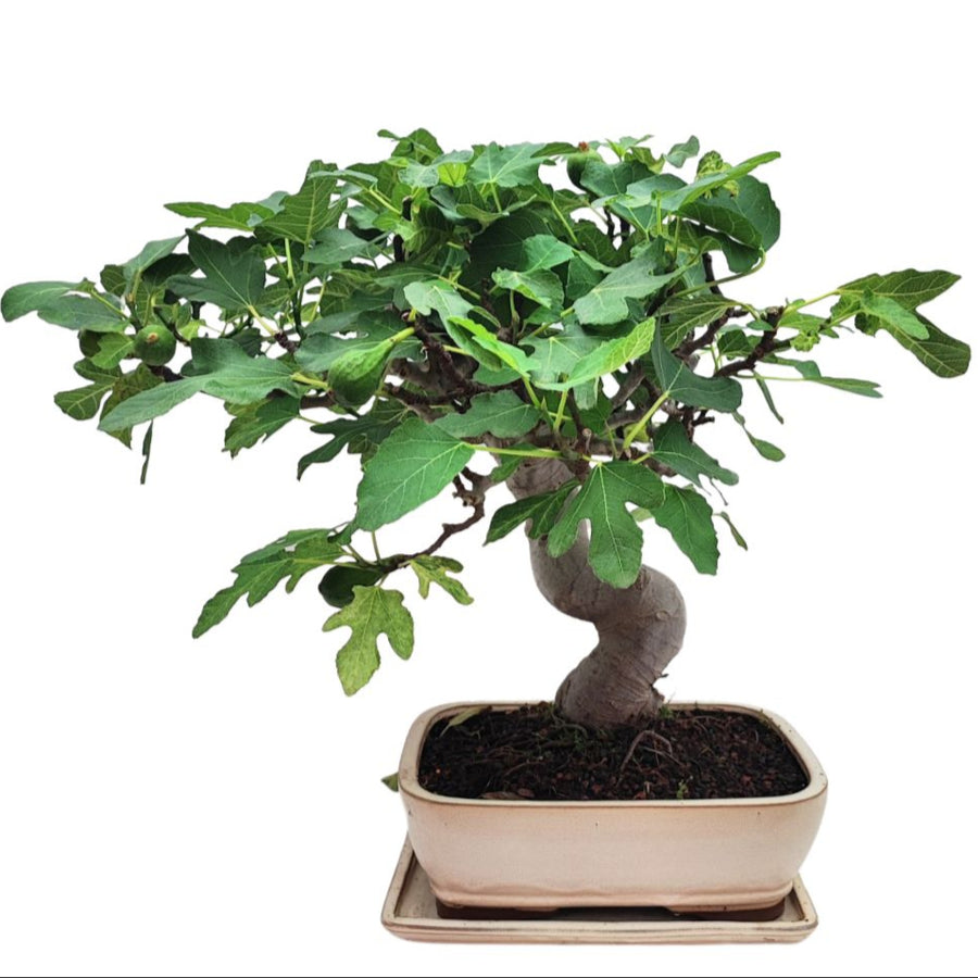 Vista frontale del bonsai Ficus Carica con 22 anni di età, chioma ampia e folta in vaso smaltato chiaro

