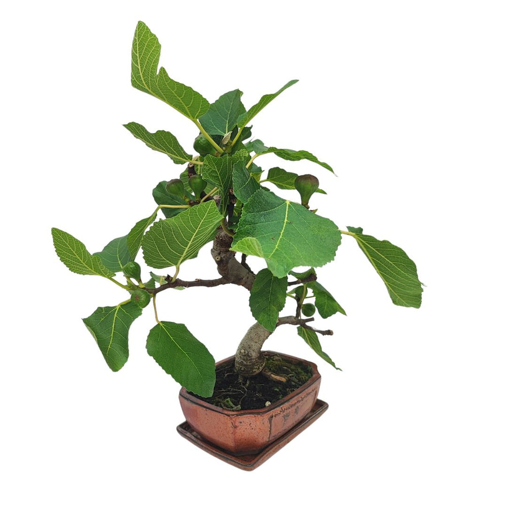 Bonsai di Ficus Carica di 10 anni, chioma sviluppata e frutti visibili, coltivato in vaso smaltato rame.

