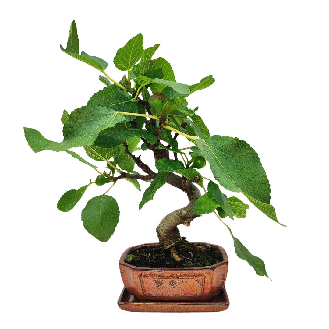 Ficus Carica bonsai da 10 anni, forma armoniosa e fichi in maturazione in vaso smaltato rame.

