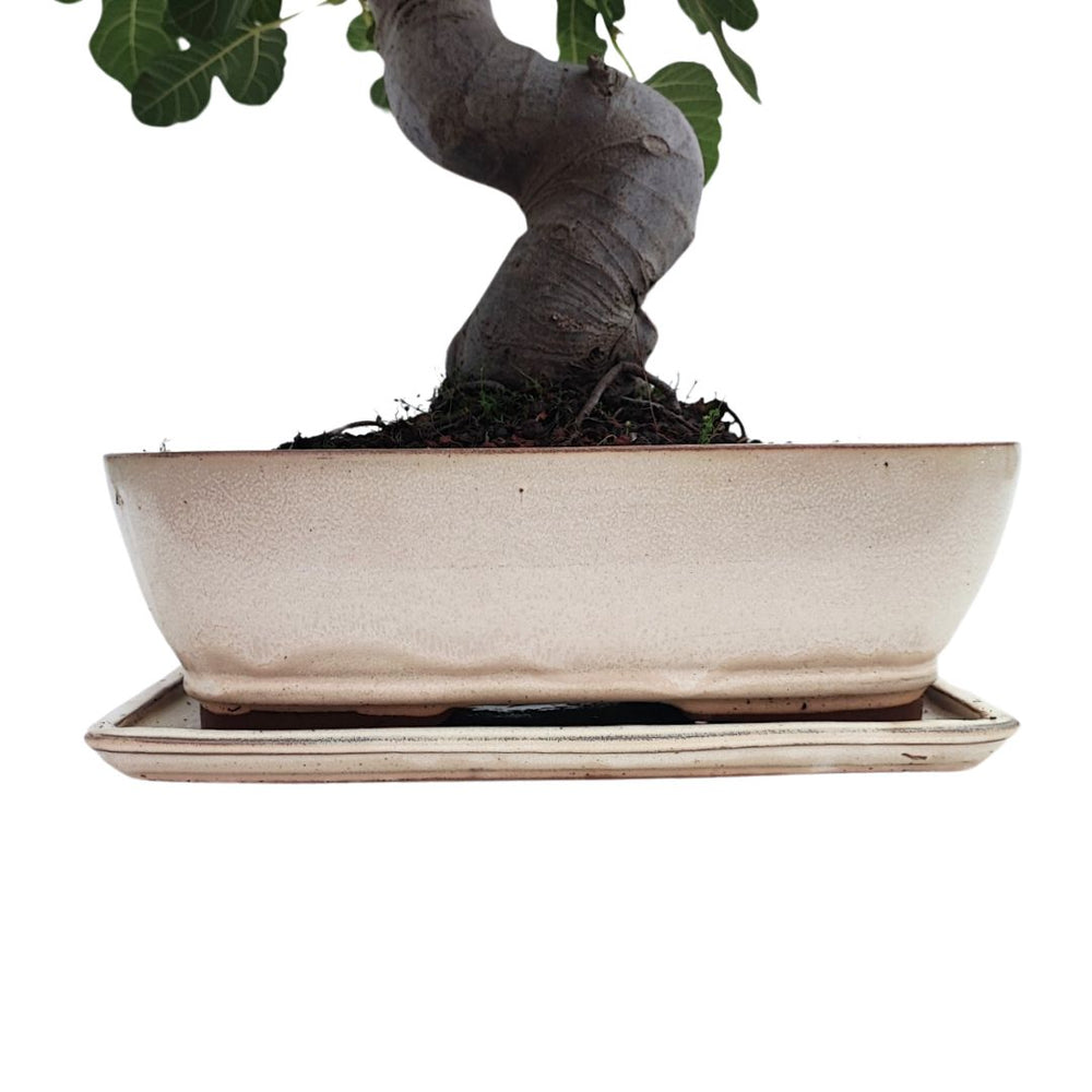 Dettaglio del tronco sinuoso del bonsai Ficus Carica di 22 anni, in vaso smaltato bianco rettangolare con sottovaso coordinato

