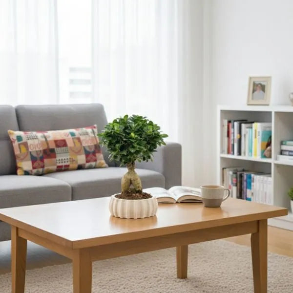 Bonsai ficus ginseng in vaso di ceramica artigianale Dioniso Basso posizionato su tavolino in legno davanti a divano grigio e libreria, pianta da interno decorativa per soggiorno.