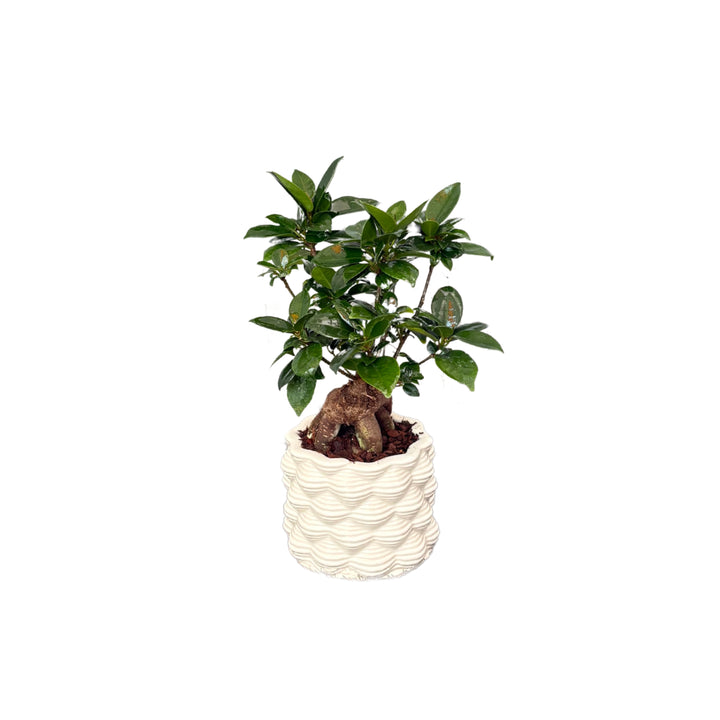 Bonsai Ficus Ginseng in vaso bianco smaltato visto frontalmente

