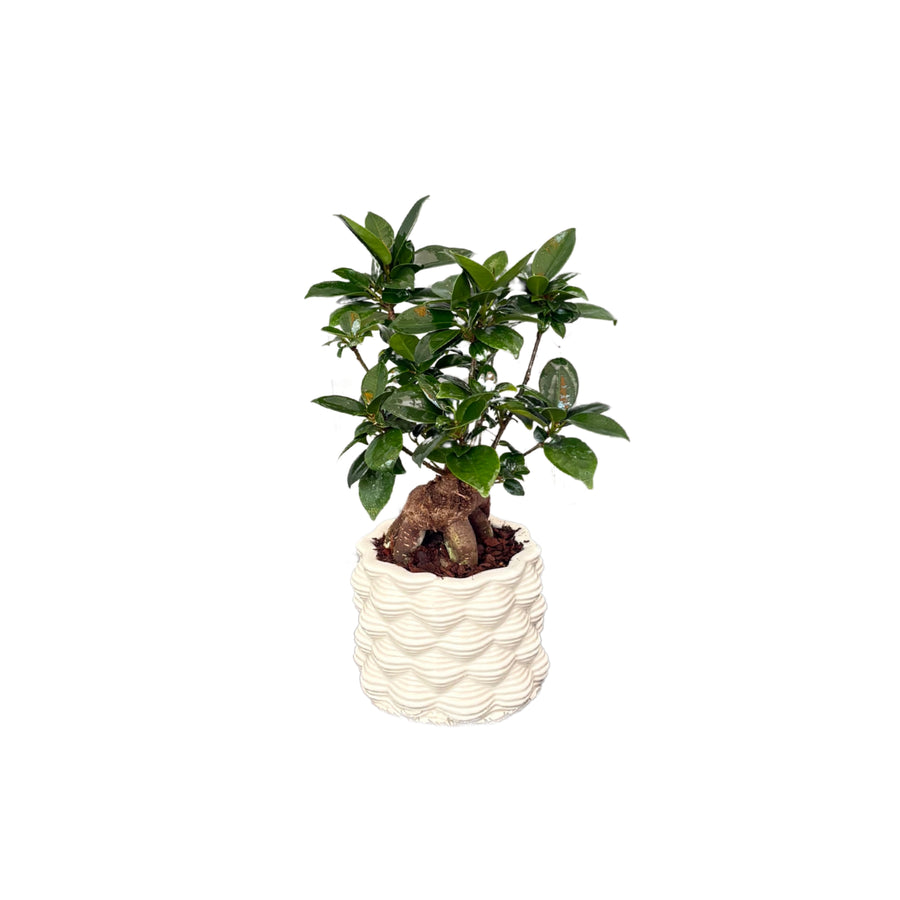 Bonsai Ficus Ginseng in vaso bianco smaltato visto frontalmente

