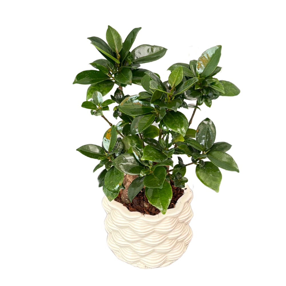 Vista laterale del Bonsai Ginseng con chioma folta e vaso ceramico

