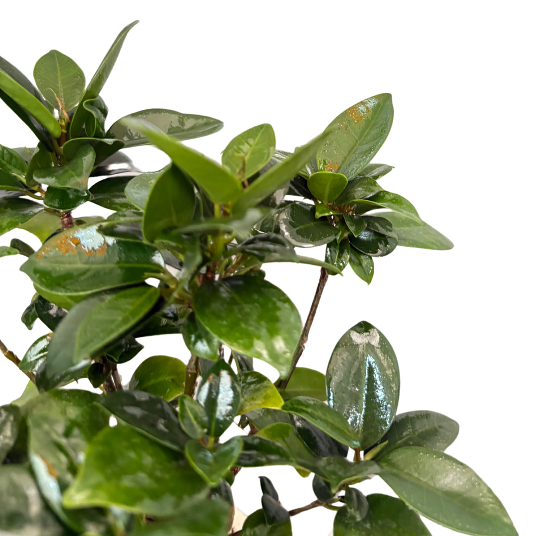 Dettaglio foglie lucide del Ficus Ginseng e corteccia del tronco

