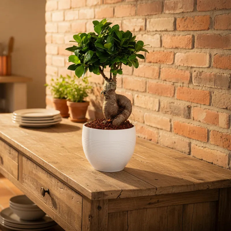 Bonsai Ficus Ginseng in vaso ceramica Manacor su mobile in legno con sfondo parete in mattoni, pianta da interno per arredamento caldo e naturale