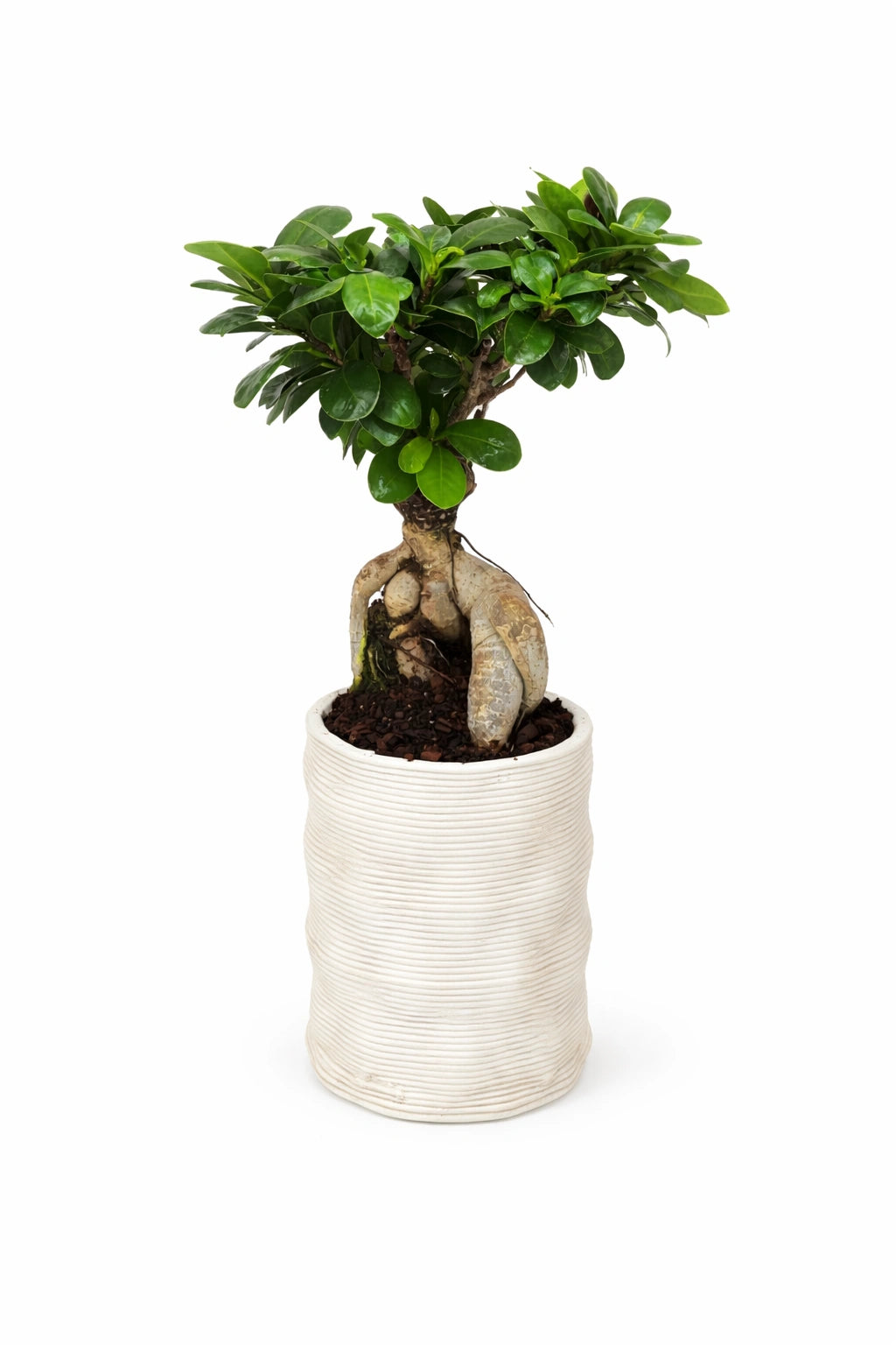 Bonsai Ficus Ginseng con radici aeree decorative in vaso di ceramica chiaro su sfondo bianco, pianta da interno elegante e facile da curare.