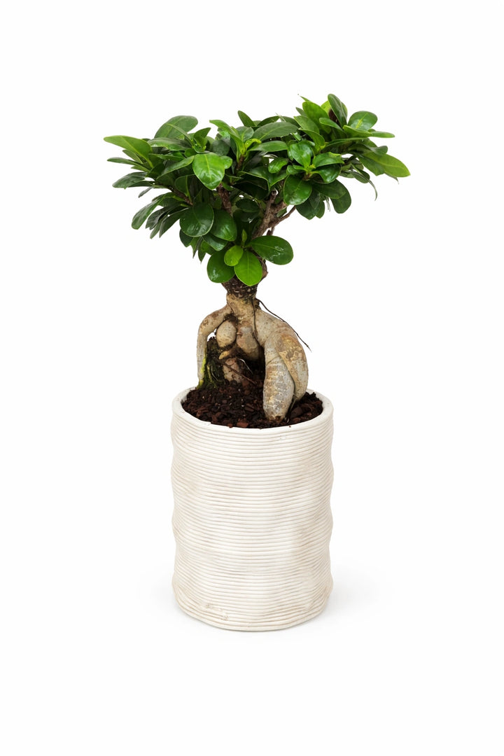 Bonsai Ficus Ginseng con radici aeree decorative in vaso di ceramica chiaro su sfondo bianco, pianta da interno elegante e facile da curare.