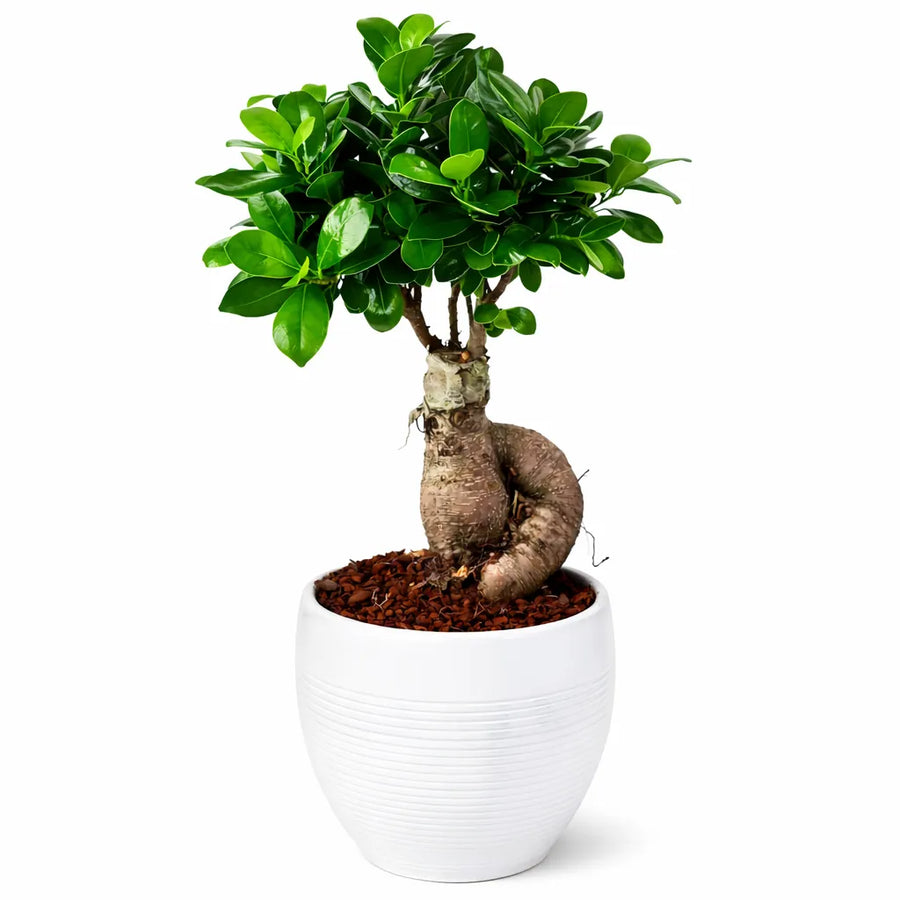 Bonsai Ficus Ginseng in vaso ceramica Manacor bianco su sfondo neutro, pianta da interno elegante con radici decorative e foglie verdi lucide