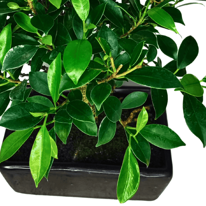 Bonsai Ficus Retusa Ball - Altezza Pianta 35 cm, Vaso di Ceramica 18x13 cm