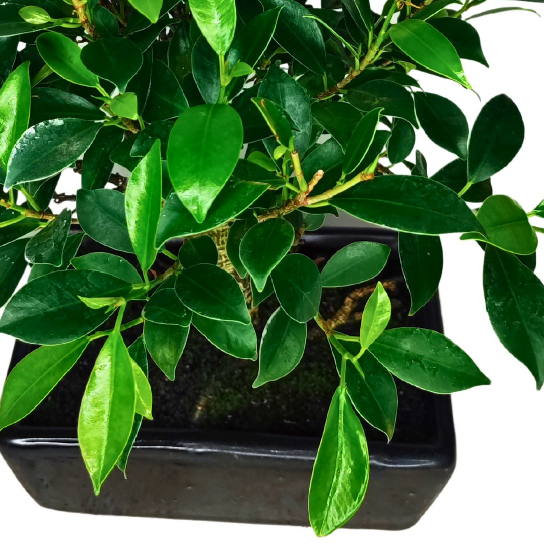 immagine di un dettaglio del Bonsi Ficus Retusa Ball con foglie verdi tutto su sfondo bianco  