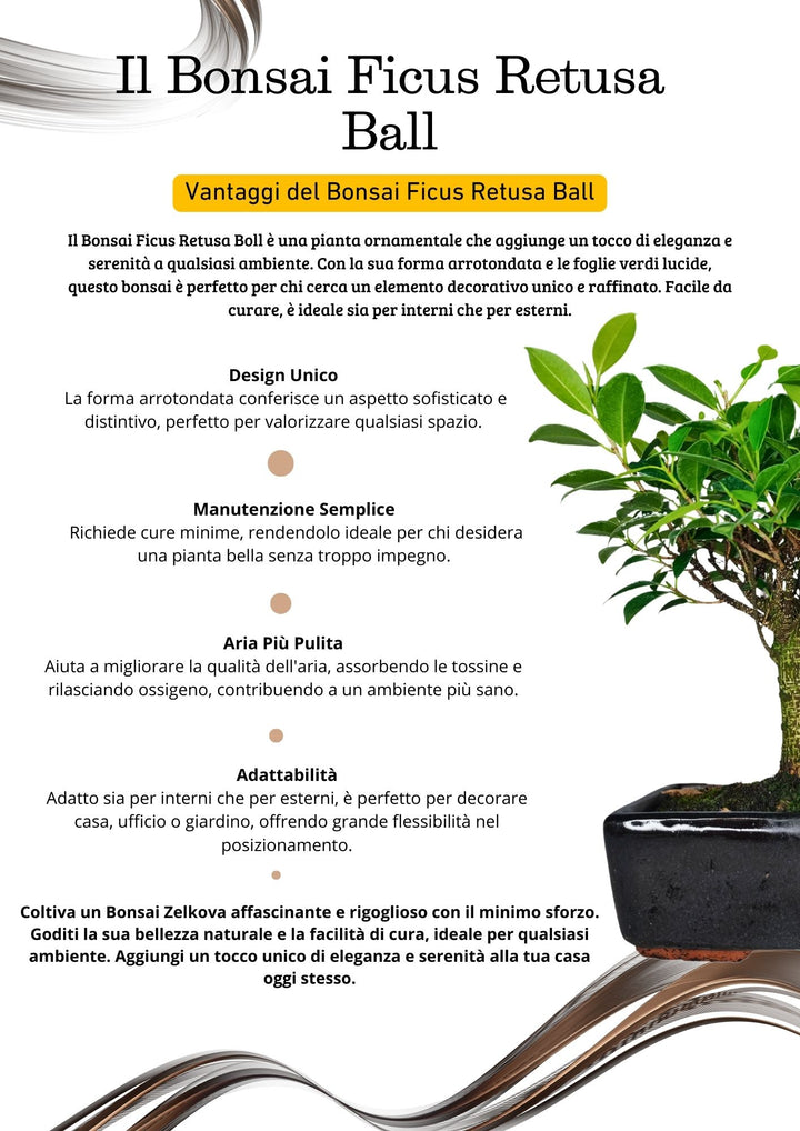 Bonsai Ficus Retusa Ball - Altezza Pianta 35 cm, Vaso di Ceramica 18x13 cm