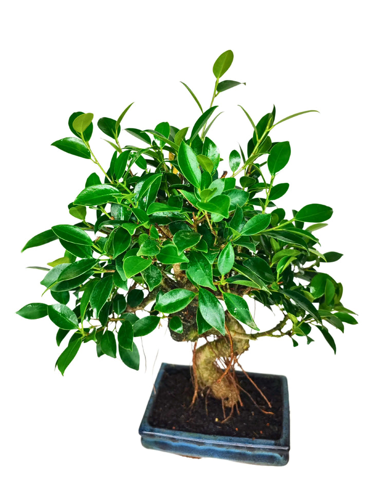 Bonsai Ficus Retusa S-Shape - Altezza Pianta 40 cm, Vaso di Ceramica 13x18 cm