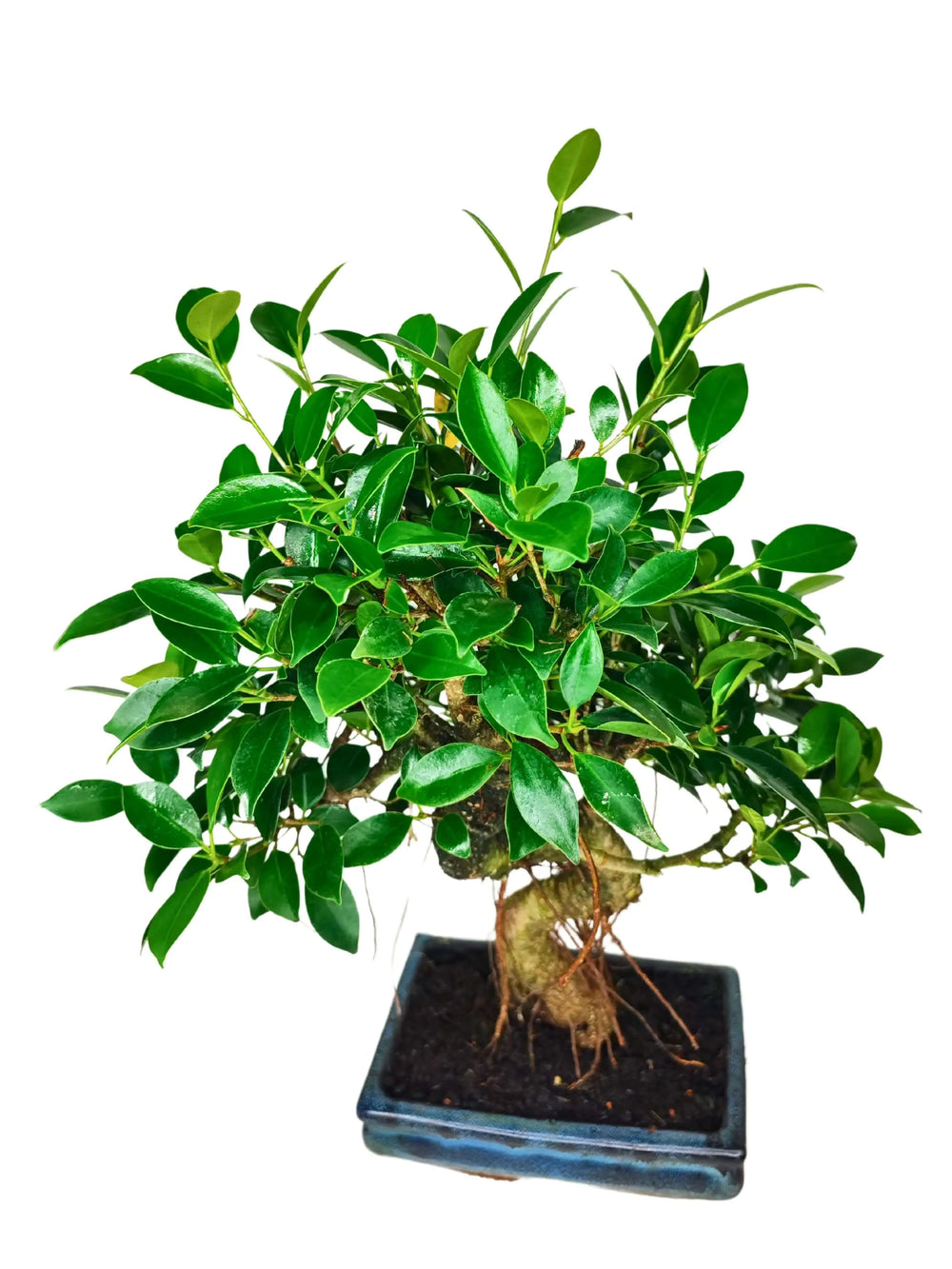  Bonsai Ficus Retusa S-Shape 40 cm in vista laterale, chioma verde rigogliosa e radici esposte