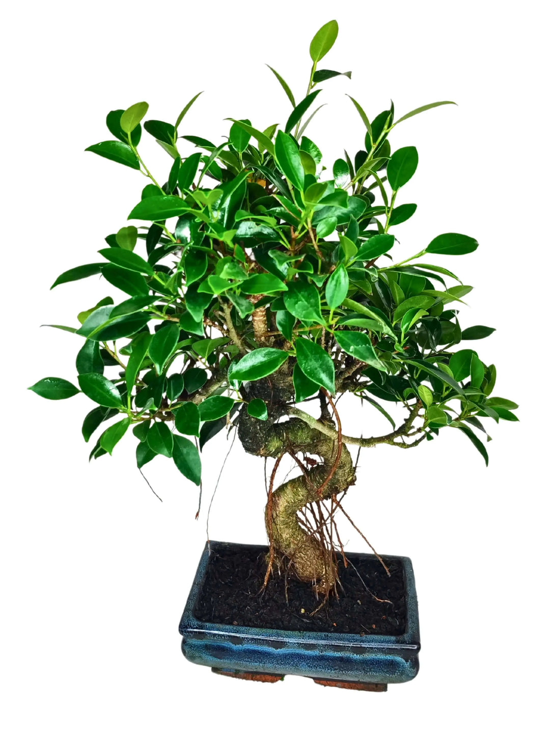 Ficus Retusa bonsai - dettaglio tronco a S e radici visibili nel vaso decorativo
