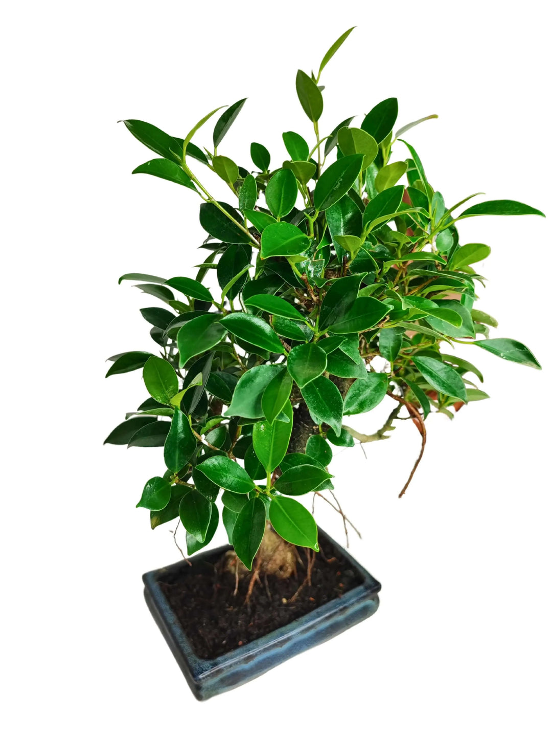 Bonsai Ficus Retusa - foglie verdi brillanti e tronco curvo in vaso ceramico
