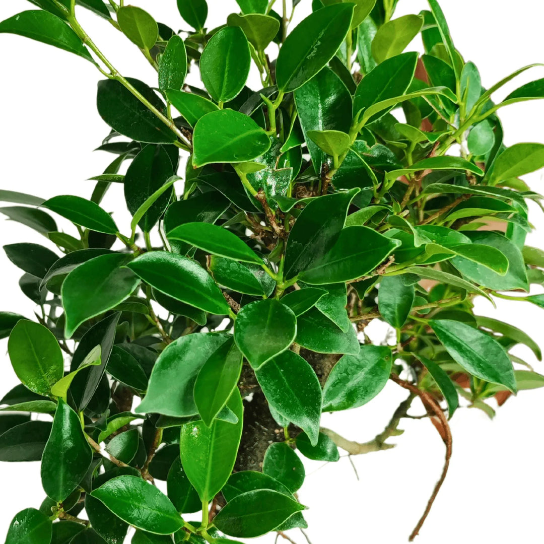 Bonsai Ficus Retusa S-Shape - prospettiva ravvicinata della chioma e del design a 'S'