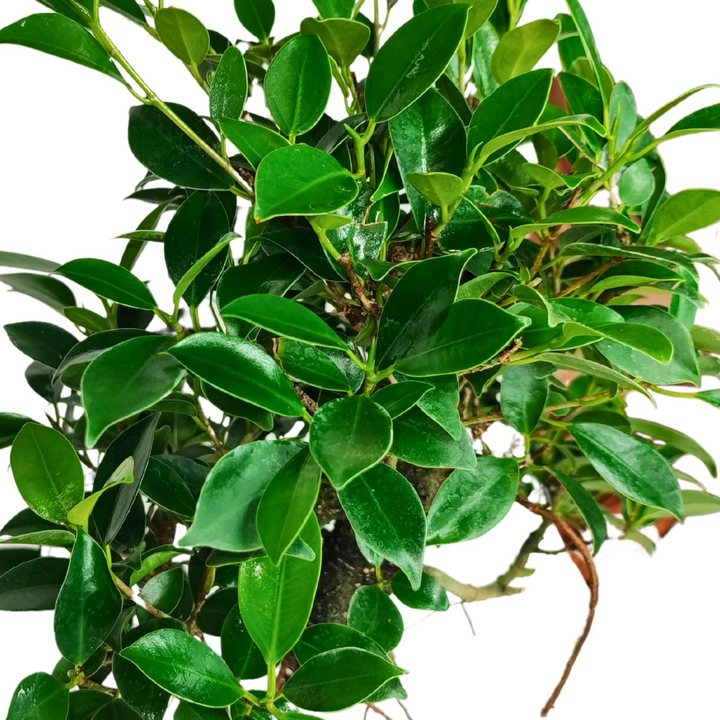 immagine di un dettaglio del Bonsai Ficus Retusa con foglie verdi tutto su sfondo bianco