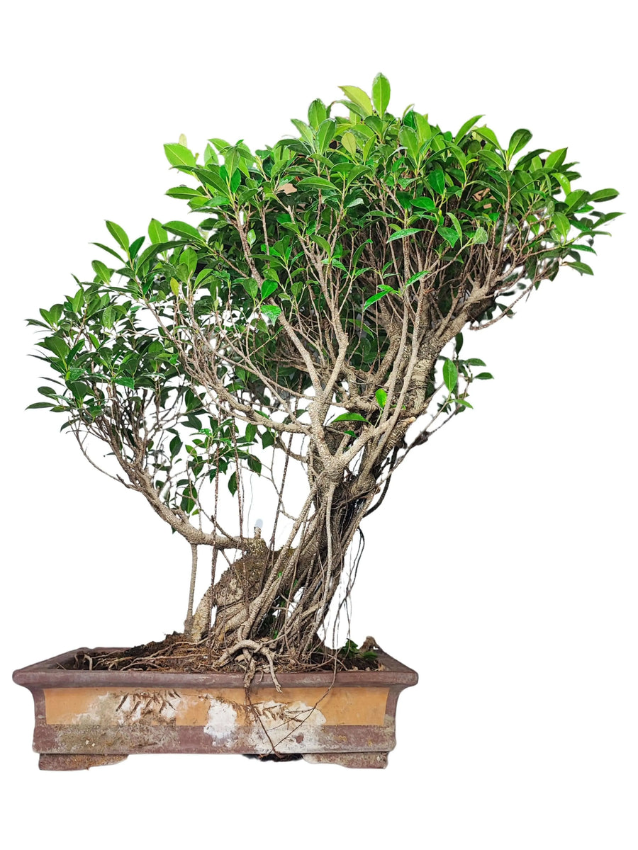 Bonsai Ficus Retusa 80 cm con tronco intrecciato e chioma compatta in vaso rettangolare in ceramica, pianta ornamentale per interni eleganti.