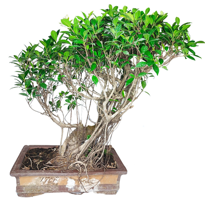 Questo bonsai di Ficus si presenta con una struttura complessa di tronchi intrecciati e radici aeree che si sviluppano in modo armonioso dal centro della pianta. Il bonsai è collocato in un vaso rettangolare di terracotta, che mostra segni di invecchiamento con una patina biancastra sulla parte inferiore. La chioma è folta e verde brillante, con rami che si estendono verso l'alto e verso i lati, creando un movimento dinamico nella composizione. Le foglie sono piccole e dense, contribuendo all'aspetto rigogl