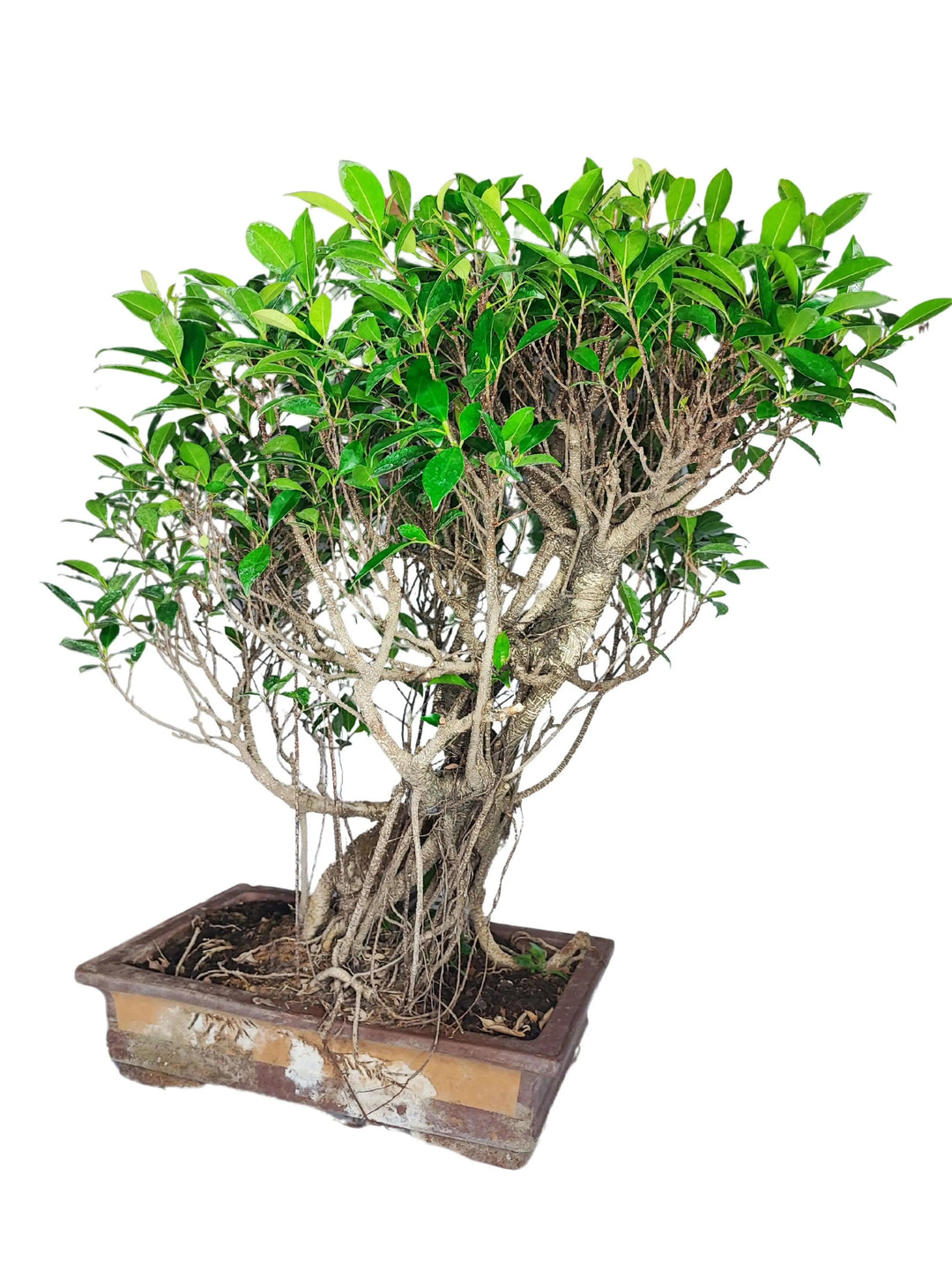 Bonsai Ficus Retusa 80 cm con radici aeree scultoree e chioma folta in vaso rettangolare in ceramica, pianta decorativa da interno.

