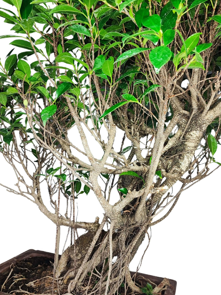 Dettaglio ravvicinato del tronco e delle radici aeree intrecciate del Bonsai Ficus Retusa in vaso ceramica, con chioma compatta e foglie verdi lucide