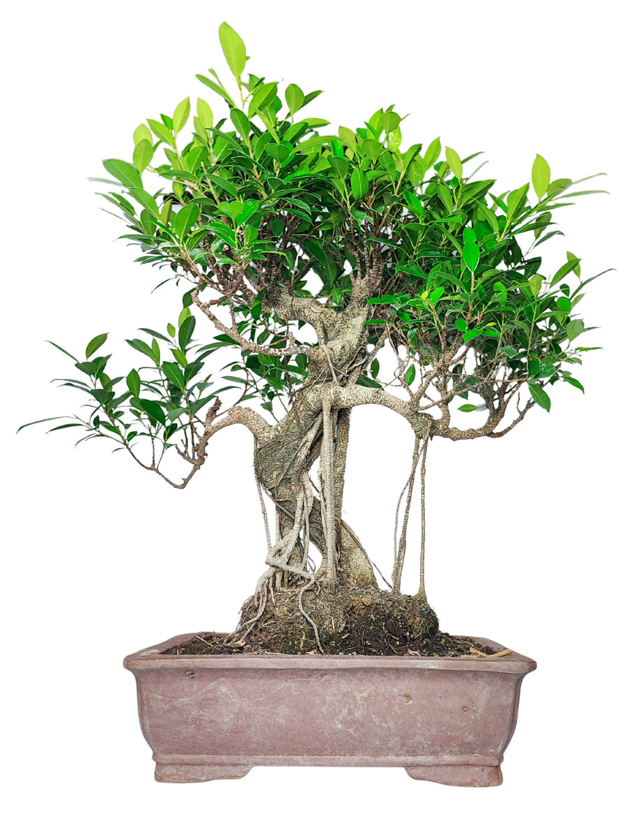 Immagine di un bonsai di Ficus collocato in un vaso rettangolare di ceramica marrone. La pianta presenta un tronco intrecciato con radici aeree che scendono lungo il tronco, conferendo un aspetto maestoso e naturale. Il fogliame è rigoglioso, con foglie verde chiaro e scuro, che creano un contrasto con il colore del vaso. Questo bonsai ha un aspetto elegante e ben curato, ideale per decorare spazi interni con un tocco di natura.