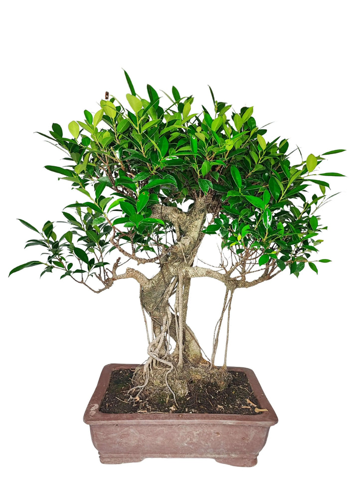 Chioma rigogliosa del Bonsai Ficus Retusa in vaso di ceramica 40x30 cm, pianta da interno decorativa