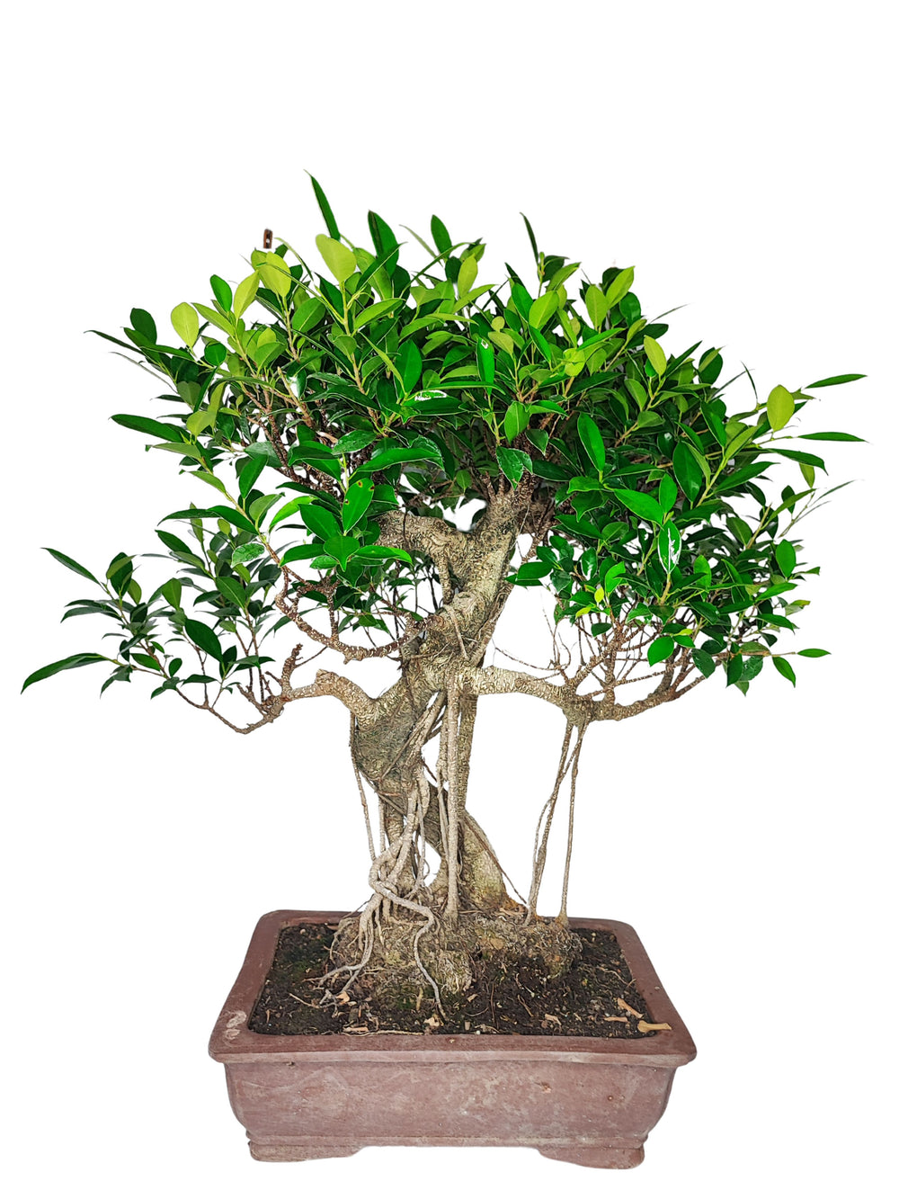 Immagine di un bonsai di Ficus situato in un vaso rettangolare di ceramica marrone. Il bonsai ha un tronco intrecciato con radici aeree che scendono lungo il tronco, dando un aspetto naturale e scultoreo alla pianta. Il fogliame è denso e di colore verde brillante, contribuendo a un aspetto rigoglioso e sano. Il bonsai è ben curato, con foglie ben distribuite che creano un'armoniosa chioma, ideale per decorare ambienti interni.