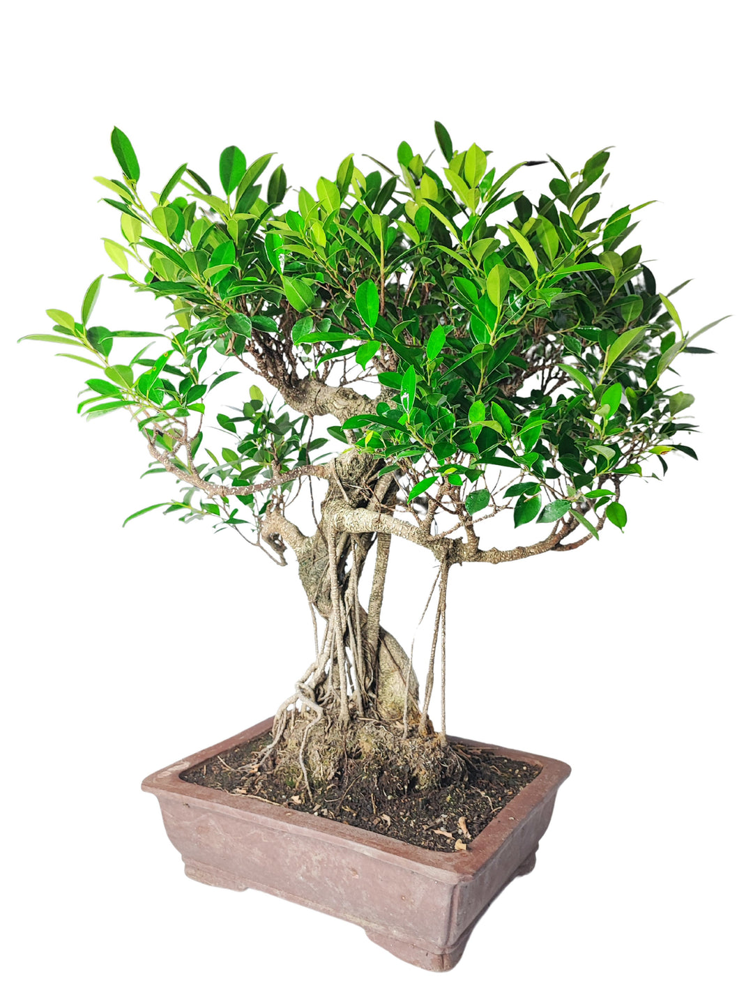 Immagine di un bonsai di Ficus in un vaso rettangolare di ceramica marrone. Il bonsai presenta un tronco robusto e intrecciato con radici aeree visibili, che scendono lungo il tronco e si integrano nel terreno. La chioma del bonsai è rigogliosa, con foglie verde brillante che sono distribuite uniformemente, creando una forma armoniosa e ben equilibrata. Il bonsai ha un aspetto sano e curato, perfetto per aggiungere un tocco di verde naturale a qualsiasi ambiente interno