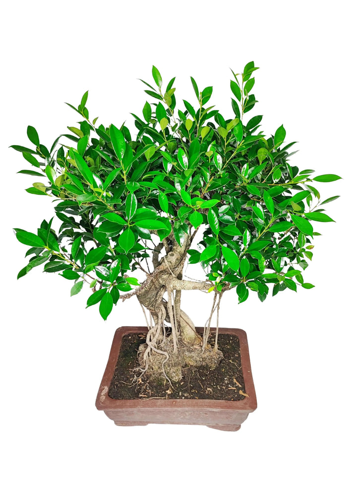 Particolare chioma e foglie verdi lucide del Bonsai Ficus Retusa, vaso in ceramica 40x30 cm