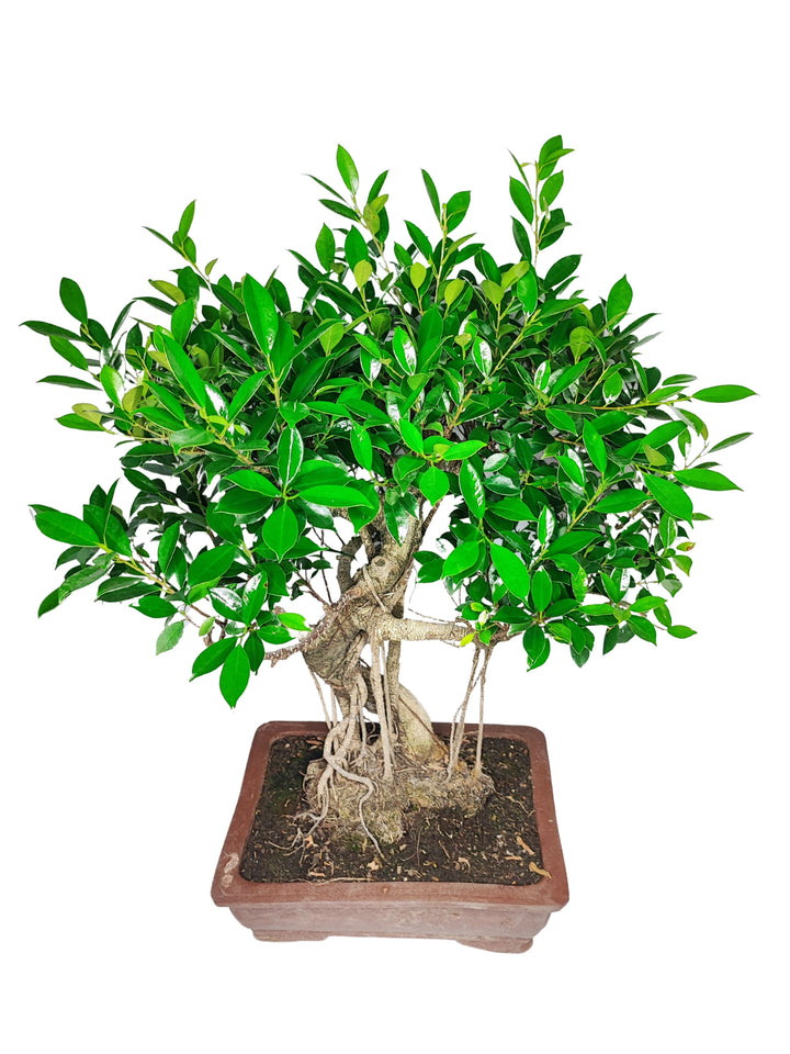 Immagine di un bonsai di Ficus collocato in un vaso rettangolare di ceramica marrone. Il bonsai è caratterizzato da un tronco intrecciato e radici aeree che si estendono verso il basso, aggiungendo un elemento di profondità e complessità alla pianta. La chioma è densa e rigogliosa, con foglie verde brillante che si diffondono uniformemente, creando una forma compatta e armoniosa. Questo bonsai, con il suo aspetto vigoroso e ben curato, è ideale per portare un tocco di natura e serenità in qualsiasi spazio i