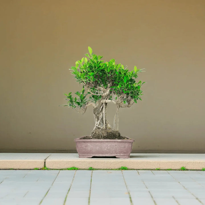 Bonsai Ficus Retusa 72 cm ambientato in interno, vaso ceramica 40x30 cm, ideale per arredamento moderno