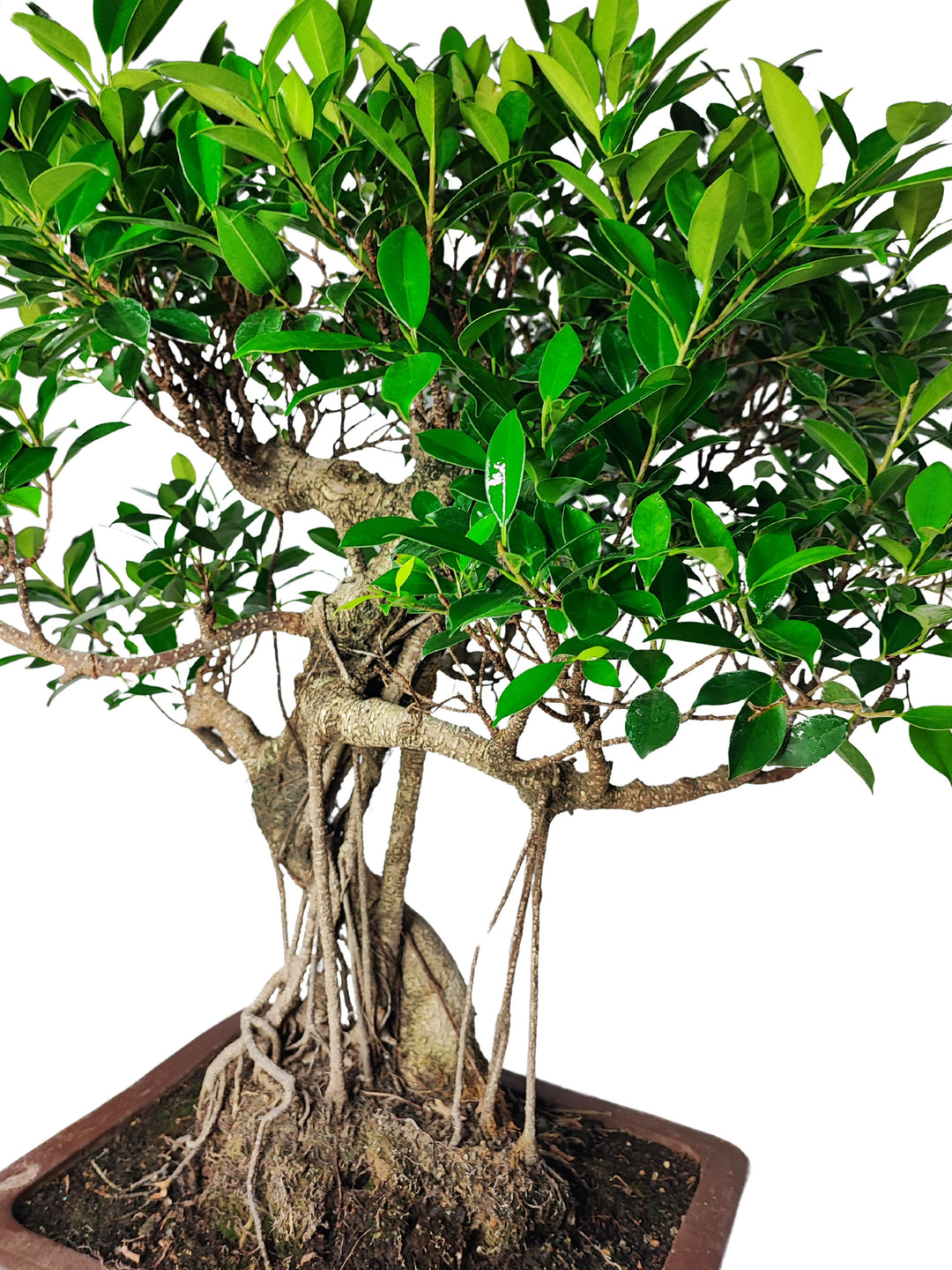 Dettaglio ravvicinato di un bonsai di Ficus, che mostra chiaramente il tronco e le radici aeree che scendono verso il terreno. Il tronco, nodoso e robusto, presenta una texture ricca e contorta, che conferisce al bonsai un aspetto molto naturale e armonioso. La chioma è composta da foglie verdi e lucide, che aggiungono una sensazione di freschezza e vitalità alla pianta. Le radici aeree, caratteristiche del Ficus, sono ben visibili, aggiungendo un elemento decorativo che esalta ulteriormente la bellezza e l