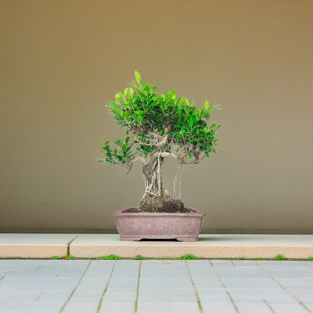 Un elegante bonsai di Ficus, collocato in un vaso rettangolare di colore marrone, è posto su una superficie pavimentata in un ambiente minimalista e sobrio. Il bonsai presenta un tronco contorto con radici aeree che si estendono fino al terreno, tipiche di questa specie. La chioma è densa e ricca di foglie verdi, che contrastano piacevolmente con la semplicità dello sfondo monocromatico. La disposizione armoniosa della pianta evidenzia la cura e l'attenzione dedicate alla sua crescita e manutenzione. Questo