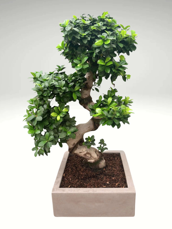 Bonsai Ficus S-Shape 100 cm con vaso Minos tortora, pianta da interno con tronco artistico a S e chioma compatta, ideale per decorare ambienti eleganti e raffinati.