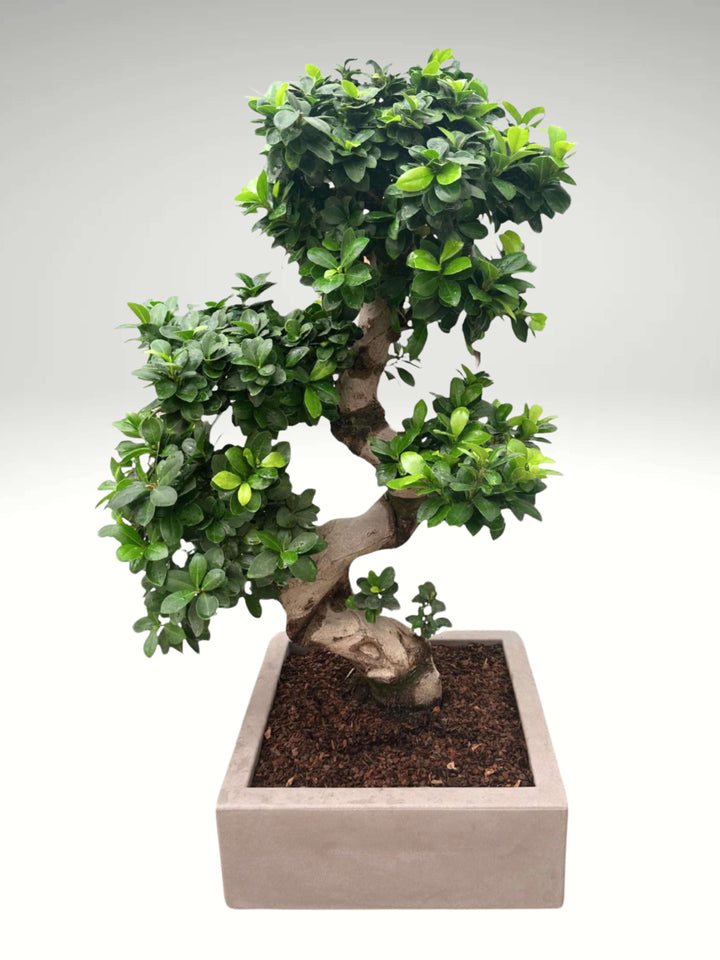 Un bonsai di Ficus in un elegante vaso quadrato color grigio chiaro. La pianta ha un tronco sinuoso e robusto, che si avvolge a spirale, sostenendo una chioma verde e folta. Le foglie sono piccole, di un verde intenso, e sono distribuite in modo armonioso lungo i rami che seguono il movimento del tronco. La base del bonsai è ricoperta da un terreno scuro e ben curato, che contrasta con il colore chiaro del vaso, aggiungendo un tocco di raffinatezza e modernità all'insieme. Lo sfondo sfumato dal grigio chiar