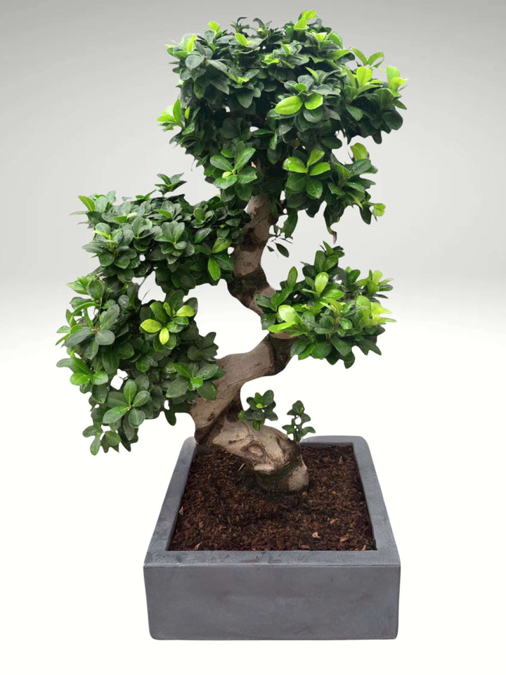 L'immagine mostra un elegante bonsai con un tronco sinuoso a forma di "S", che si sviluppa armoniosamente all'interno di un vaso quadrato di colore grigio scuro. Il bonsai è caratterizzato da un denso fogliame verde scuro, distribuito con precisione lungo i rami, creando un aspetto rigoglioso e ben bilanciato. Il vaso, dal design minimalista e moderno, offre un contrasto sobrio ma elegante con il verde brillante della pianta, rendendolo un complemento perfetto per qualsiasi ambiente, sia classico 