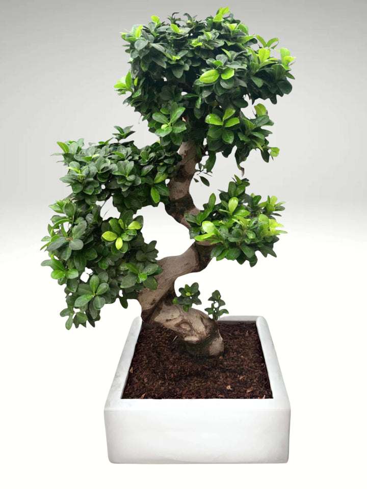 L'immagine mostra un elegante bonsai con un tronco contorto a forma di "S", posizionato in un vaso quadrato di colore bianco. Il bonsai ha un fogliame verde e rigoglioso, distribuito uniformemente lungo i rami, che seguono la curva del tronco. Questo bonsai è un esempio di design classico ed è ideale per chi cerca un tocco di natura in casa, abbinato a un'estetica moderna e pulita.