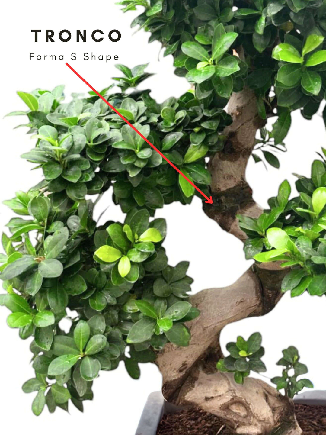 L'immagine mostra un bonsai con un tronco che ha una caratteristica forma a "S". La chioma è composta da piccole foglie verdi che sono distribuite uniformemente lungo i rami. Una freccia rossa evidenzia la forma a "S" del tronco, mentre il testo vicino alla freccia riporta la dicitura "Tronco Forma S Shape". Questa forma del tronco è una delle caratteristiche distintive di questo bonsai, che contribuisce a dare alla pianta un aspetto sinuoso e artistico.