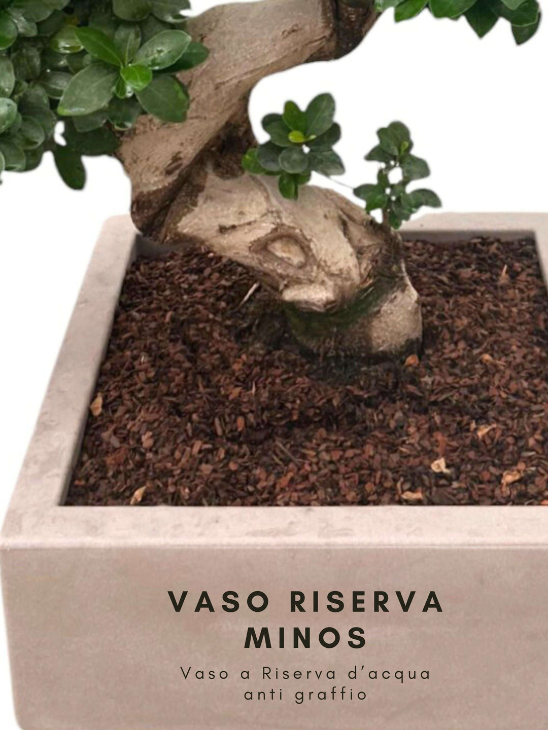 L'immagine mostra la base di un bonsai, con particolare attenzione al vaso in cui è piantato. Il vaso è etichettato come "Vaso Riserva Minos", un vaso a riserva d'acqua con proprietà anti-graffio. La scritta indica chiaramente la funzione del vaso, che è progettato per mantenere un livello costante di umidità nel terreno, proteggendo al contempo la superficie del vaso dai graffi. Questo tipo di vaso è particolarmente utile per mantenere la salute e l'aspetto del bonsai, riducendo la necessità di innaffiatur