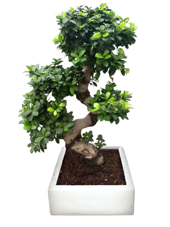 L'immagine mostra un elegante bonsai con un tronco contorto a forma di "S", posizionato in un vaso quadrato di colore bianco. Il bonsai ha un fogliame verde e rigoglioso, distribuito uniformemente lungo i rami, che seguono la curva del tronco. Questo bonsai è un esempio di design classico ed è ideale per chi cerca un tocco di natura in casa, abbinato a un'estetica moderna e pulita.