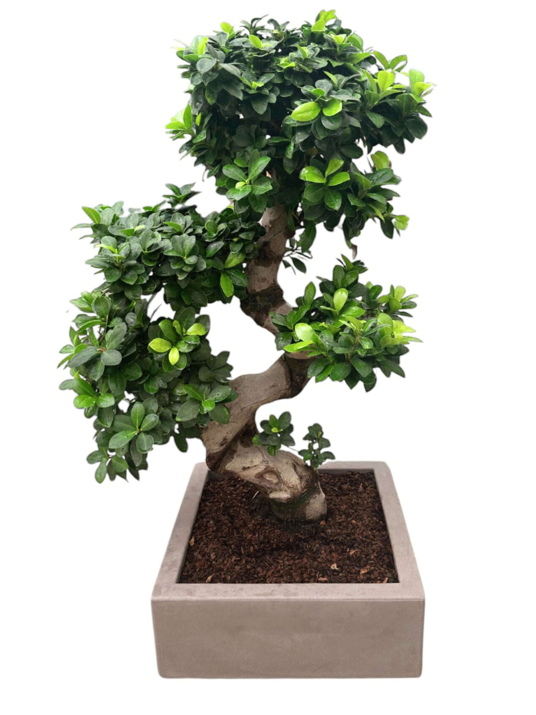 L'immagine mostra un elegante bonsai con un tronco sinuoso a forma di "S", che sale con grazia dal vaso rettangolare sottostante. Il bonsai è caratterizzato da un denso fogliame verde, distribuito in modo armonioso lungo i rami, conferendo alla pianta un aspetto pieno e ben curato. Il vaso è di un colore neutro, che si abbina perfettamente al verde intenso delle foglie, esaltando la bellezza naturale della pianta.