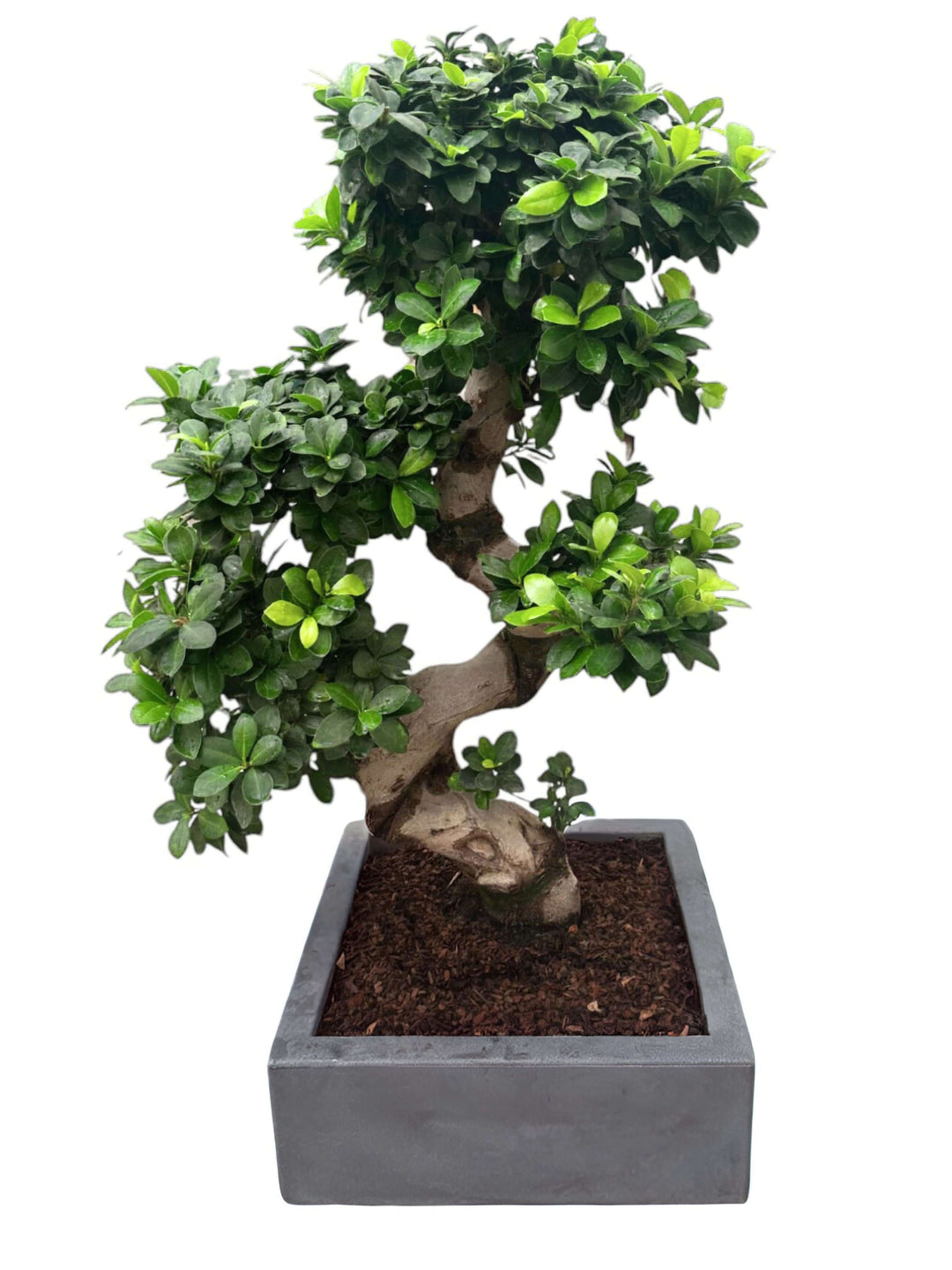 L'immagine raffigura un elegante bonsai con un tronco sinuoso a forma di "S", che emerge con naturalezza da un vaso quadrato di colore grigio scuro. Il bonsai è caratterizzato da un denso fogliame verde, disposto con cura lungo i rami, creando un aspetto armonioso e ben equilibrato. Il colore grigio del vaso offre un contrasto raffinato con il verde brillante delle foglie, esaltando la bellezza naturale della pianta.