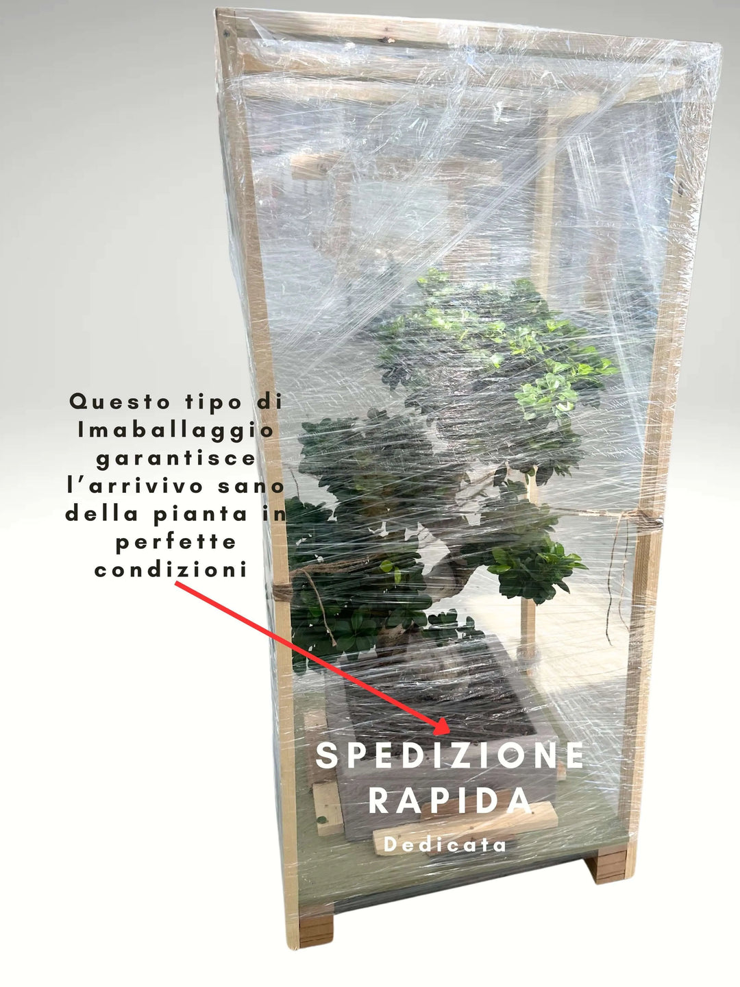 Bonsai Ficus S-Shape Vaso A Riserva D'acqua - i Giardini di Giulia  