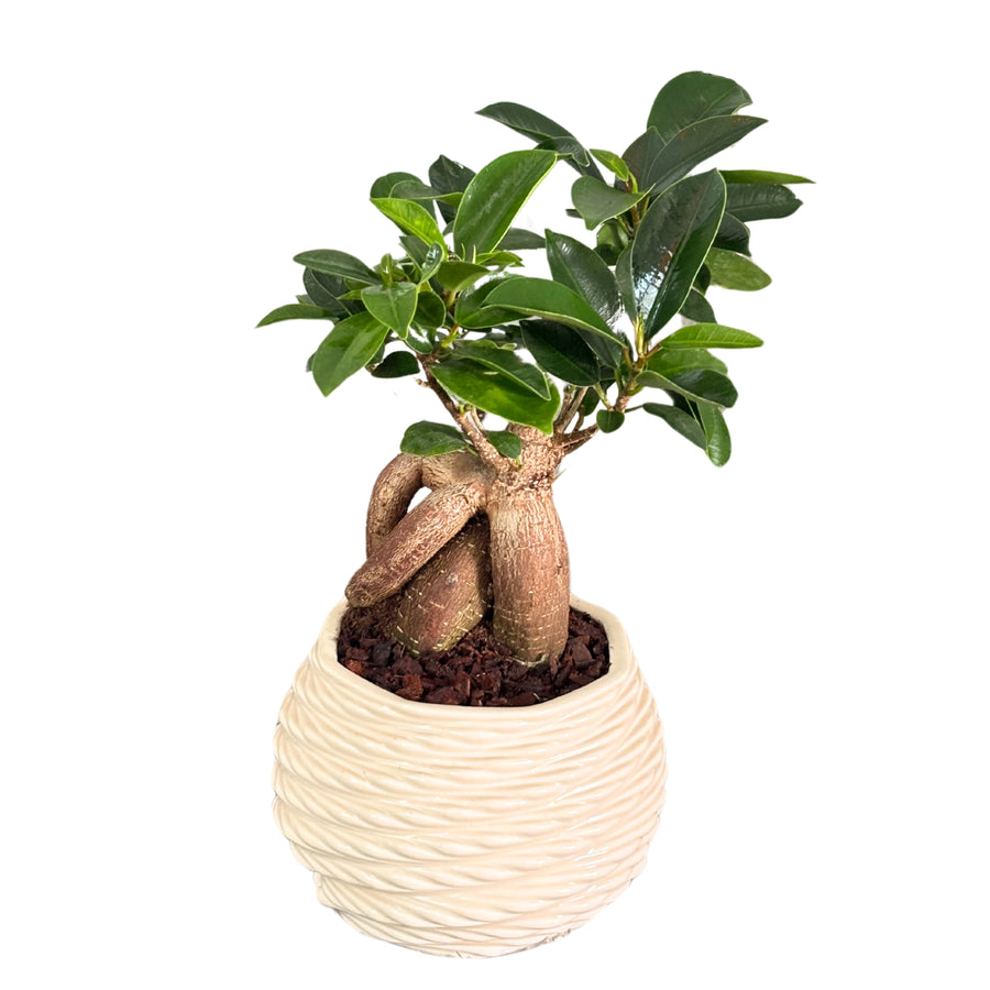 Bonsai Ficus Ginseng in vaso ceramica bianco Carina, vista frontale

