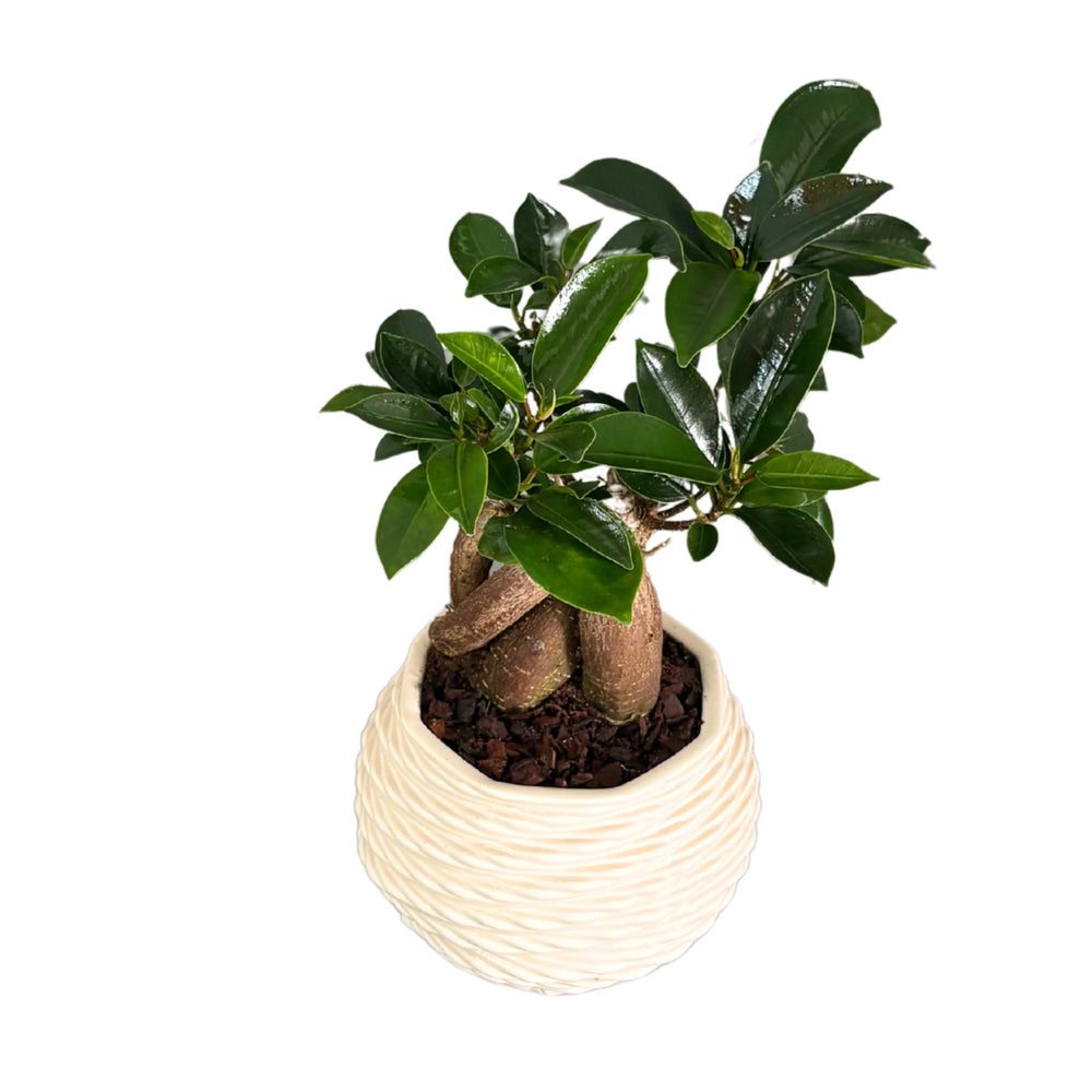 Bonsai Ficus Ginseng compatto con vaso decorativo a rilievo

